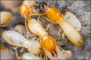 Cornelius termite exterminator