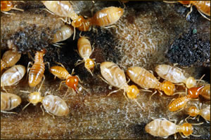 Cornelius Termite Damage